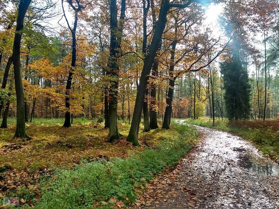 Lasy nad Gostynką
