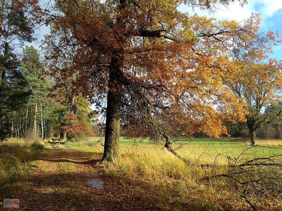 Lasy Kobiórskie - przez Świerczyńcem