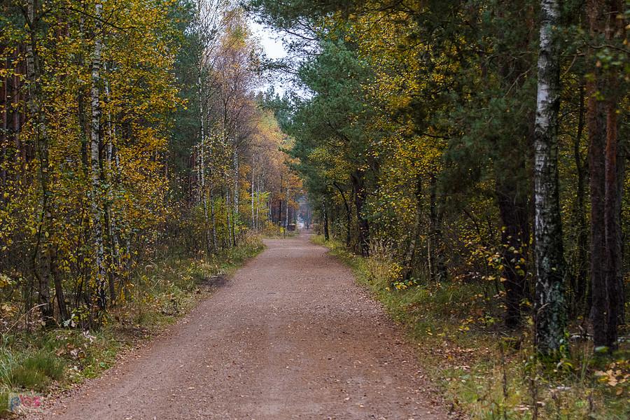 Las w pobliżu osady Bloki Kolejowe - na wysokości stacji towarowej Częstochowa Mirów - kierunek Poraj