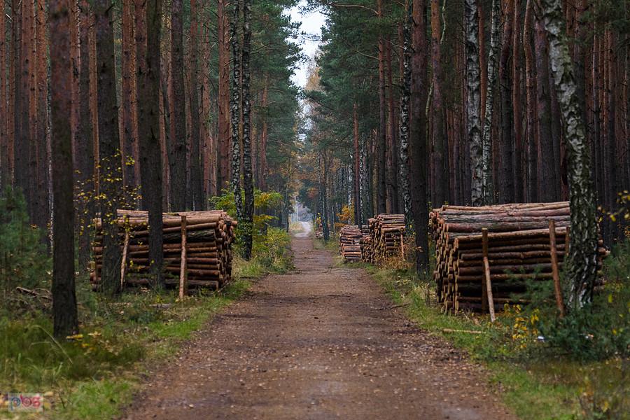 Las w pobliżu osady Bloki Kolejowe - zaraz za stacją Częstochowa Mirów - kierunek Poraj
