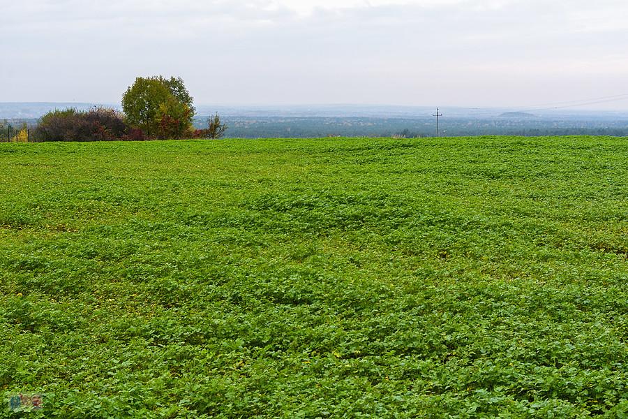 Pustkowie Chorońskie - Choroń - widok w kierunku północnym