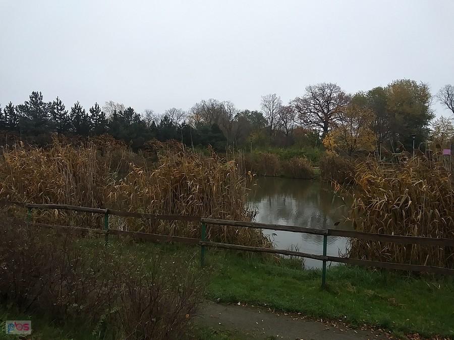 Staw w Borzęcinie