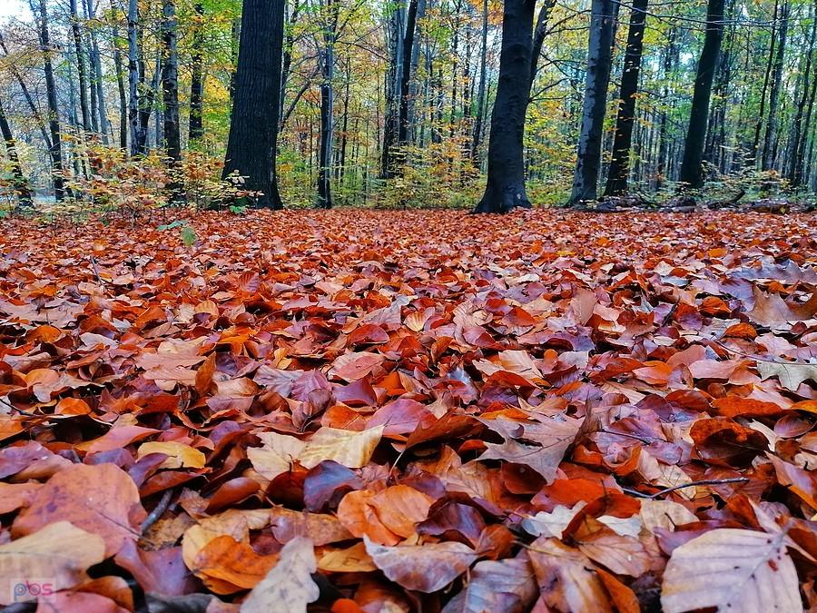 Tkane przez naturę