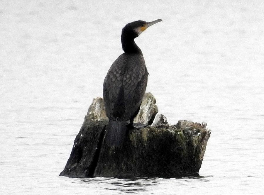 Kormoran ma mnie w tyle