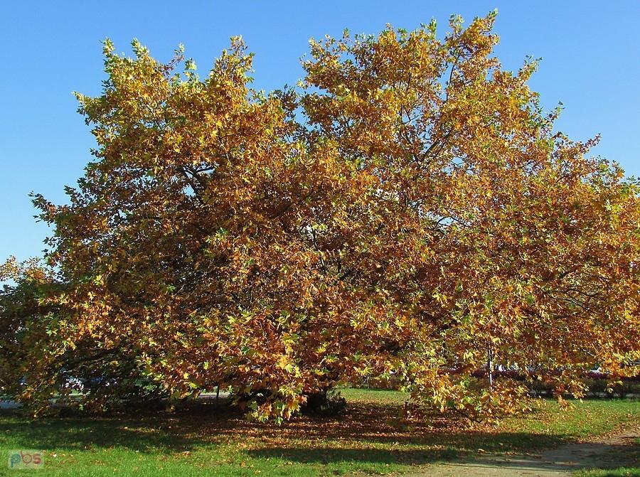 Platan ursynowski