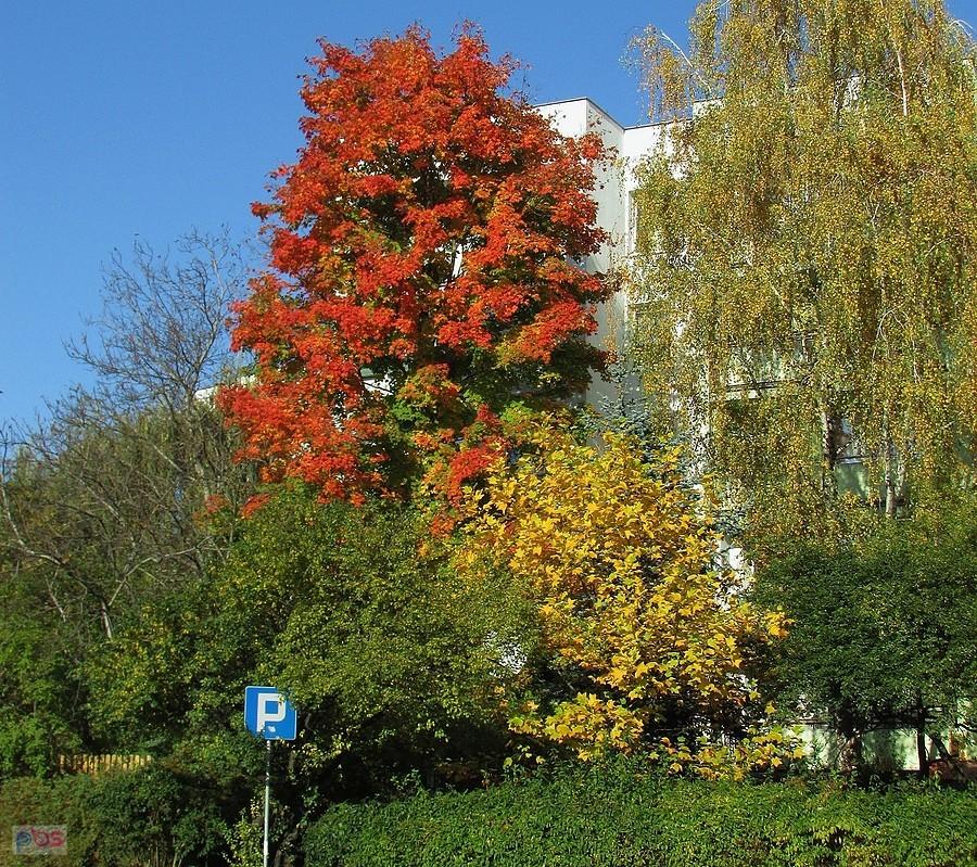 Klon pokrył się czerwienią