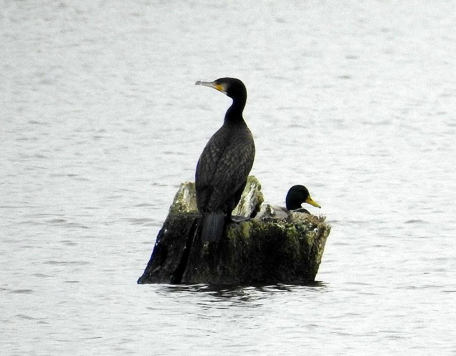 Kormoran i kaczka w dobrej komitywie