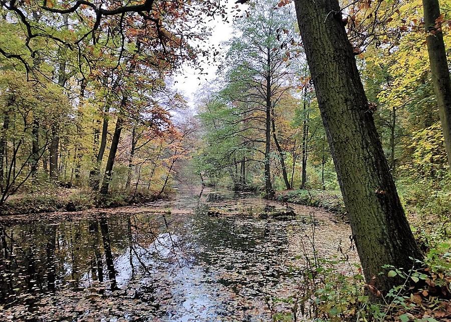 Smutna, łysiejąca Dębina, Poznań