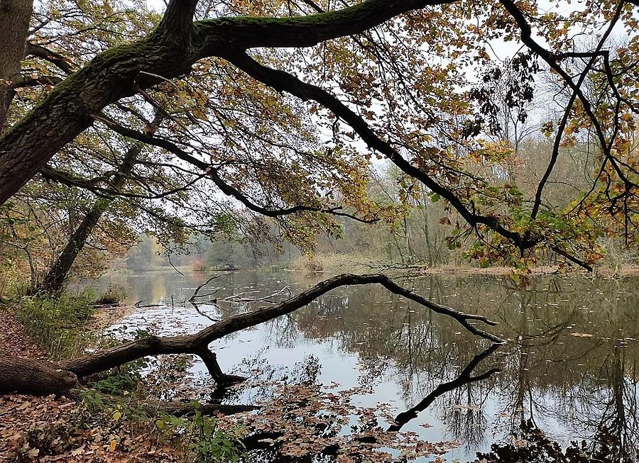 Utopce, dziwożony, pokażcie się! Las Dębiński, Poznań