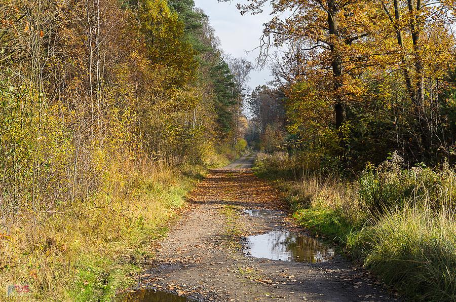Droga w kierunku stadniny "Leśny Konik" - Poraj