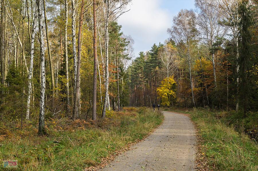 Droga w kierunku Dębowca za stadniną "Leśny Konik" - Poraj