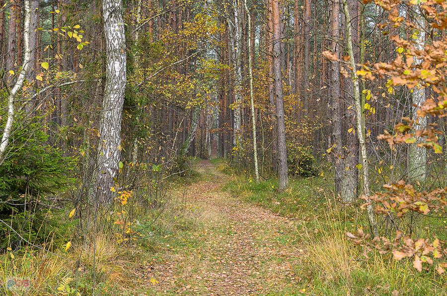 Po lewej stronie szutrowej drogi zauważyłem węższą ścieżkę - Dębowiec