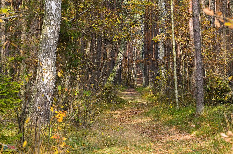 Leśna ścieżka w Dębowcu - w słońcu wygląda jeszcze lepiej
