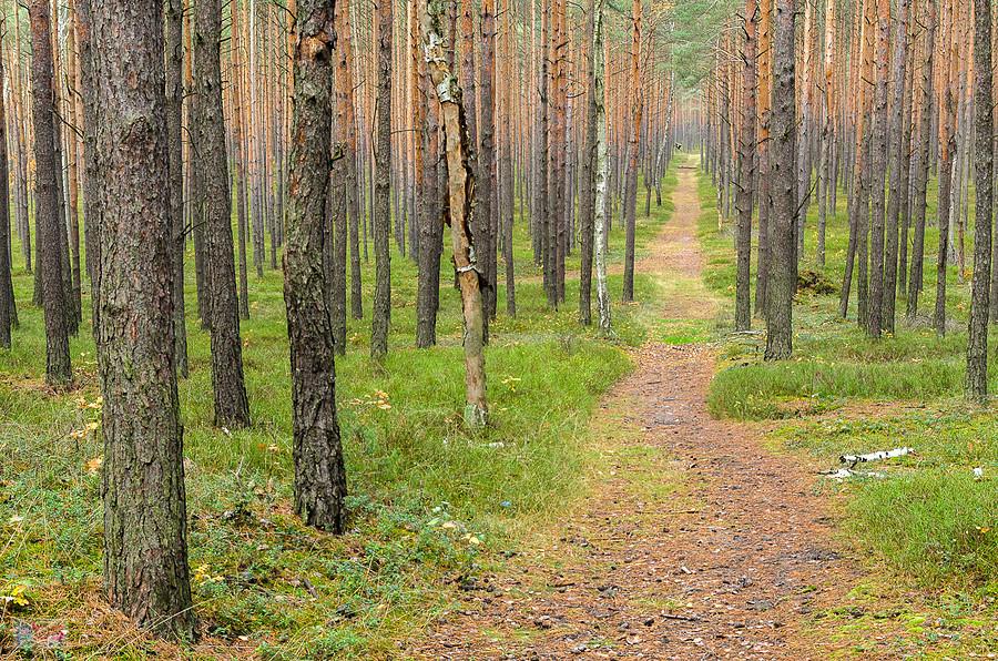 Kolejna z nastrojowych leśnych dróg w Dębowcu