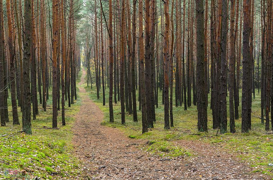 Leśny pagórek w Dębowcu - droga za plecami
