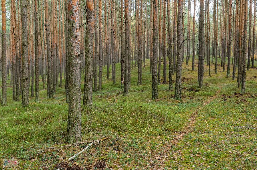 Leśny pagórek w Dębowcu - patrząc w prawo