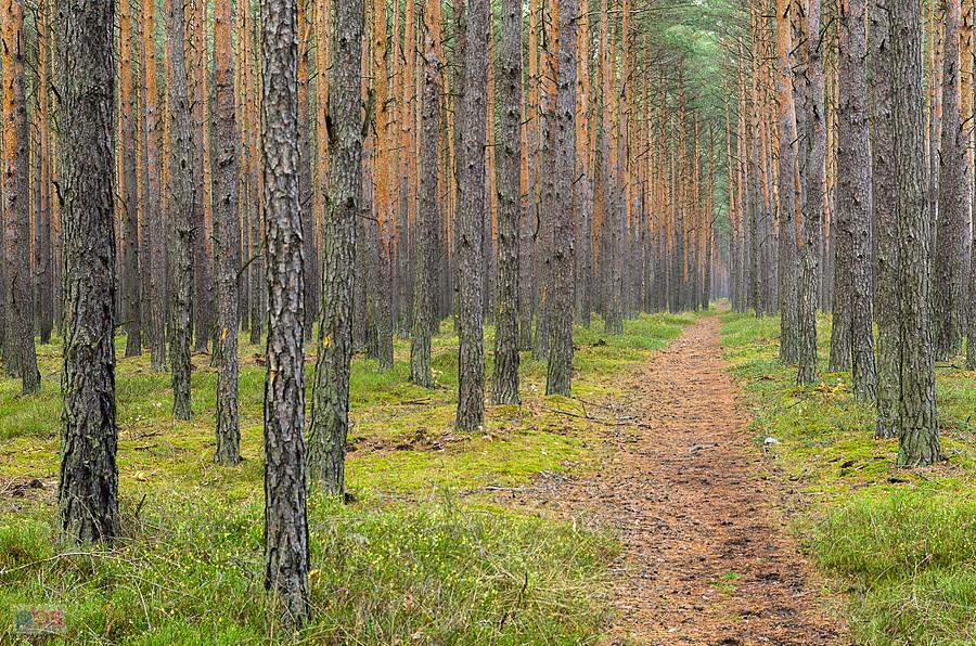 Kolejna z nastrojowych leśnych dróg w Dębowcu