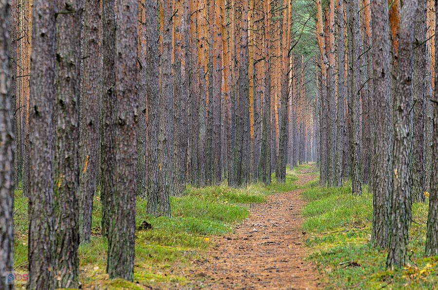 Po chwili grzybiarze zaszyli się w głębi lasu odsłaniając całą długość dróżki - Dębowiec