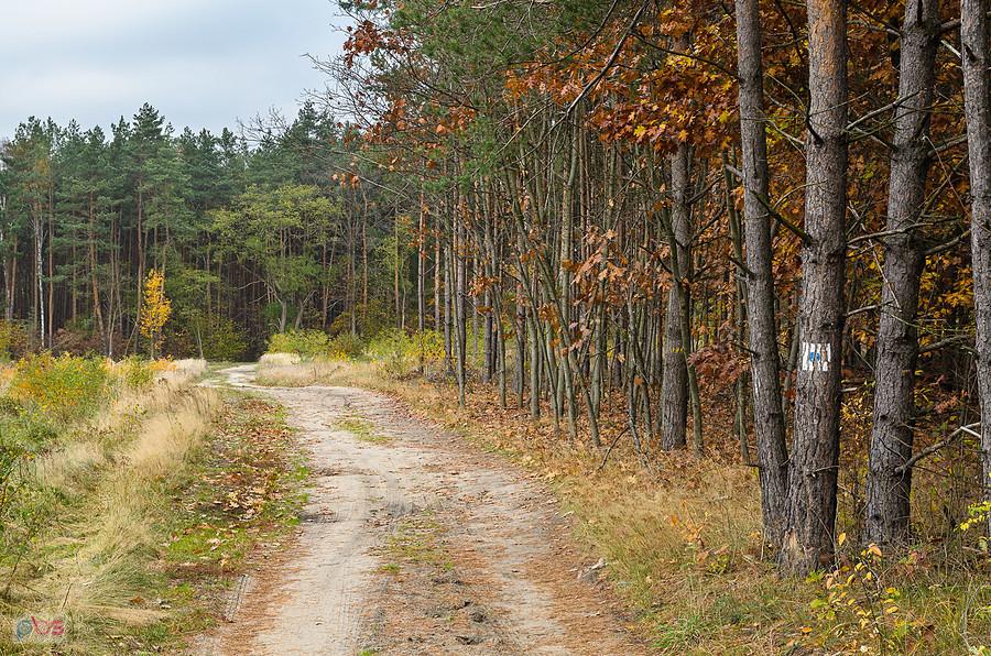 Pieszy szlak w Dębowcu, za kilkaset metrów w prawo i będę na drodze w kierunku leśniczówki
