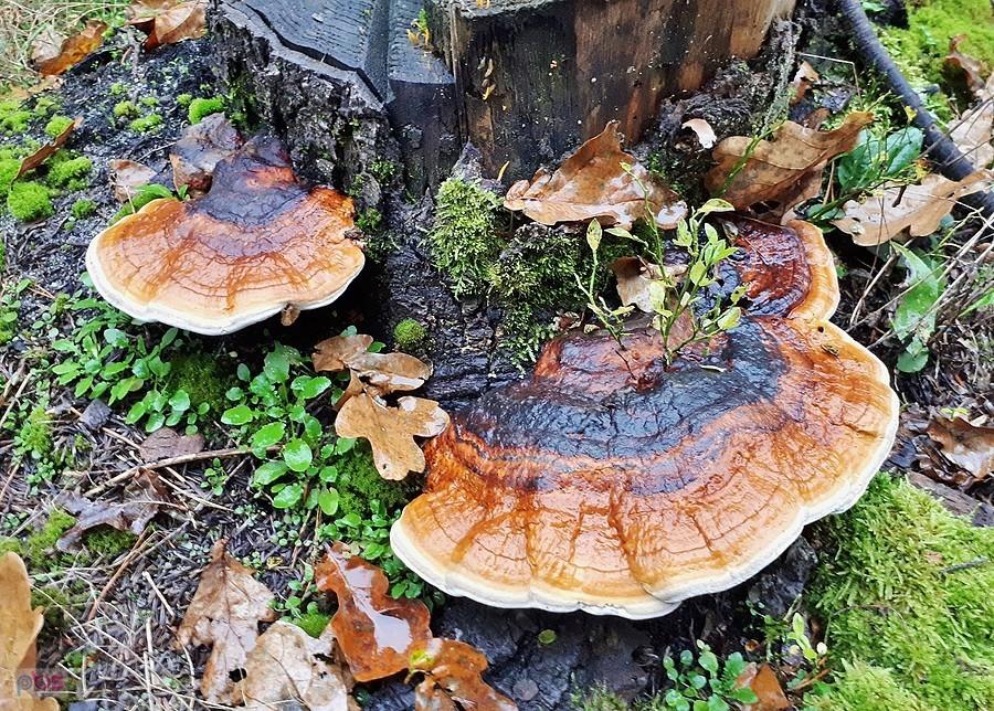 Huba w formie wachlarza w symbiozie z czarną borówką