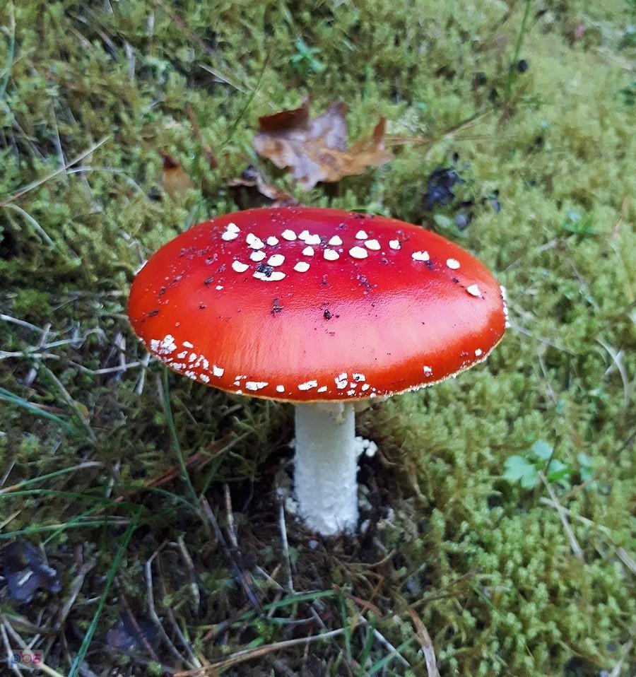 Bajkowy muchomorek