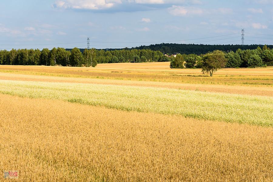Pola w Annolesiu, widok na wschód od torów Magistrali węglowej