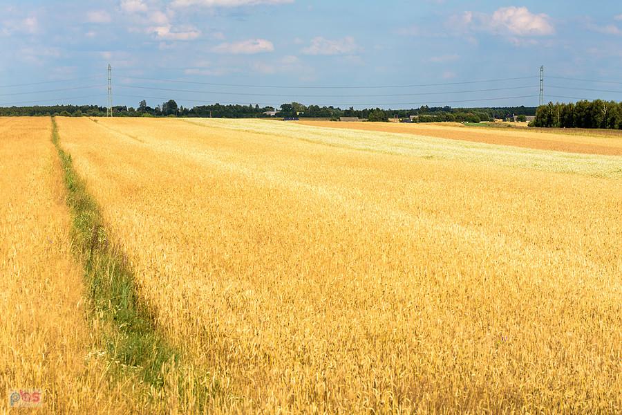 Pola w Annolesiu, widok na wschód od torów Magistrali węglowej