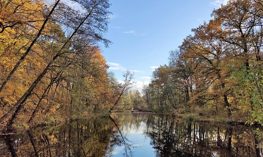 Walka liści o utrzymanie, Dębina, Poznań