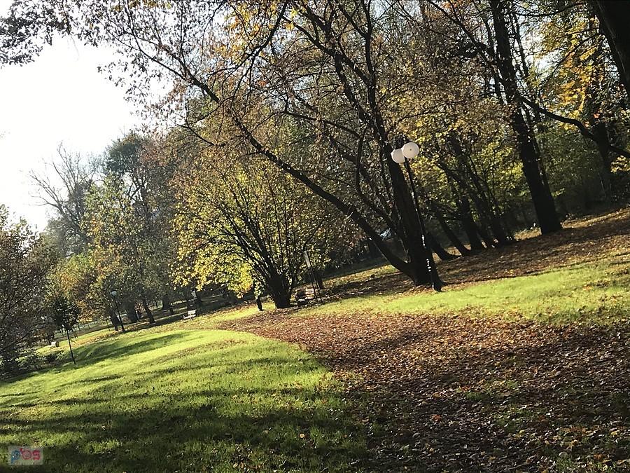 liście opadają