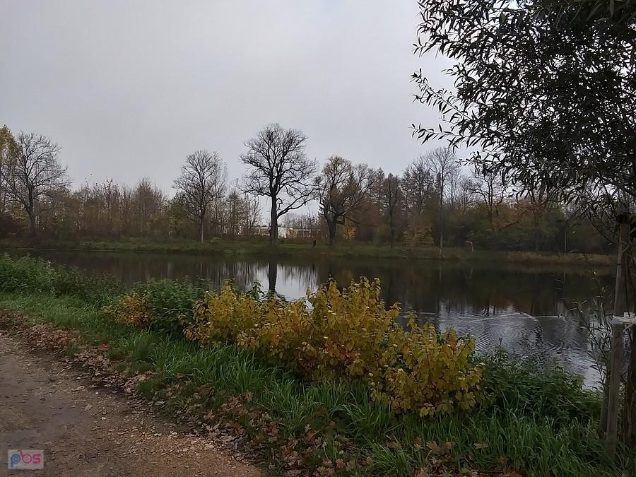 Staw w Ołtarzewie