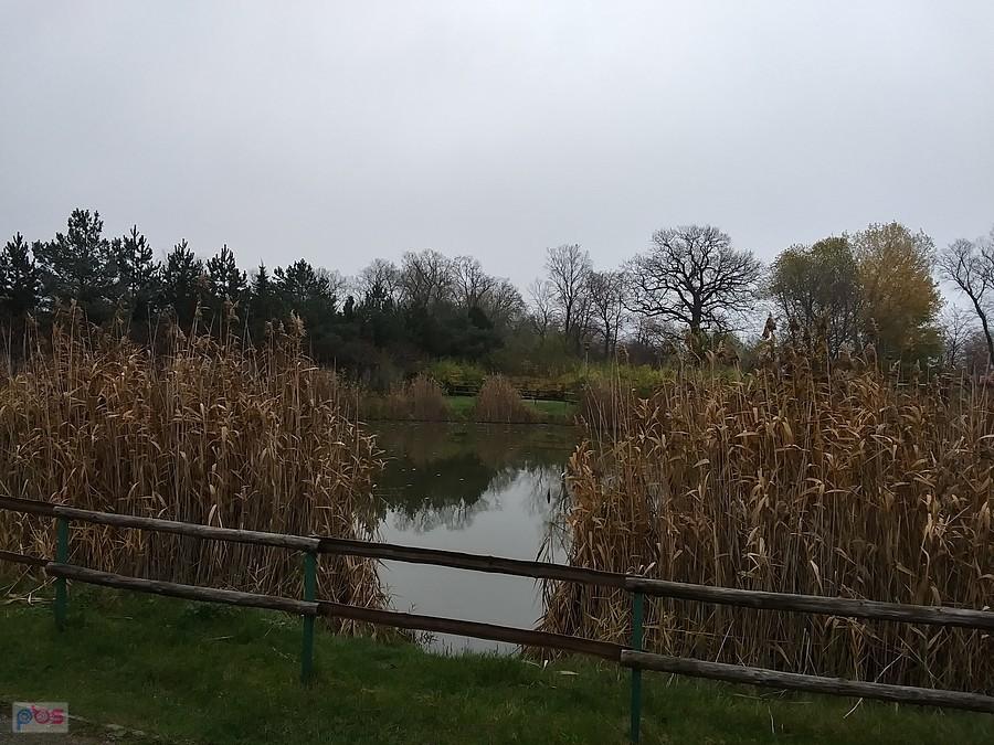 Staw w Borzęcinie