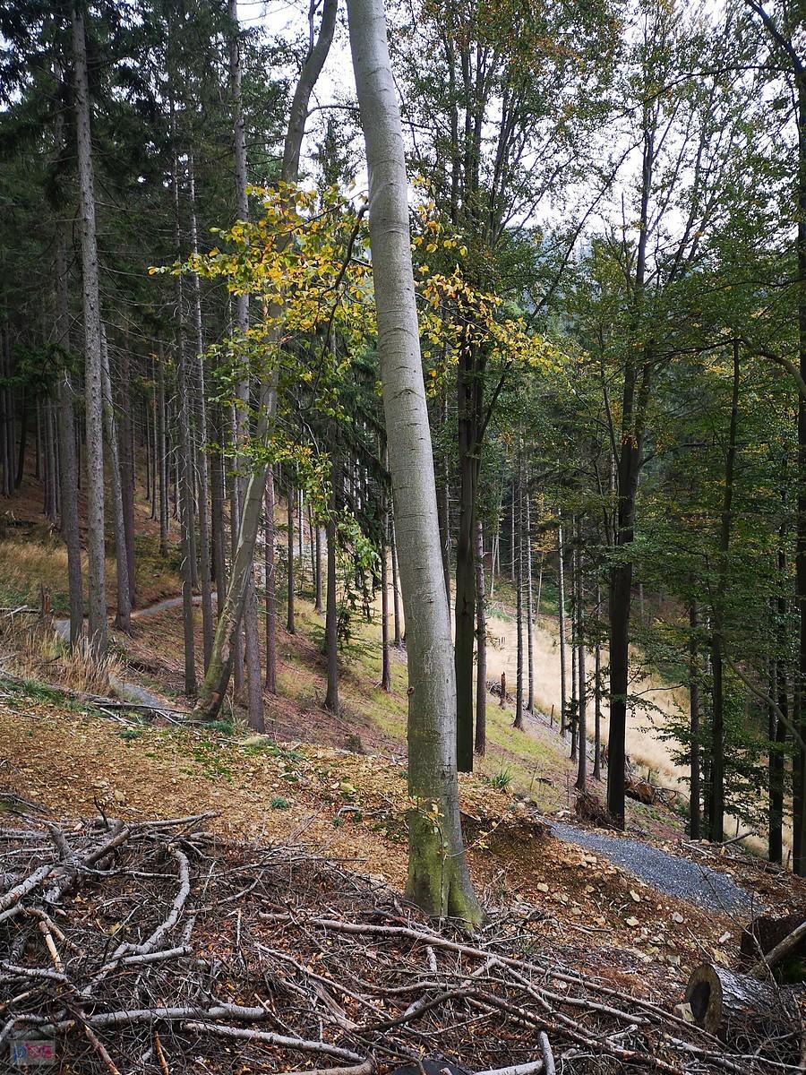 Singletrack Glacensis