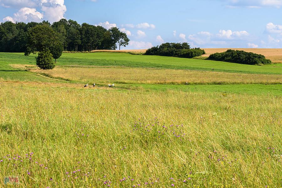 Kazimierzów - część wsi Żelisławice