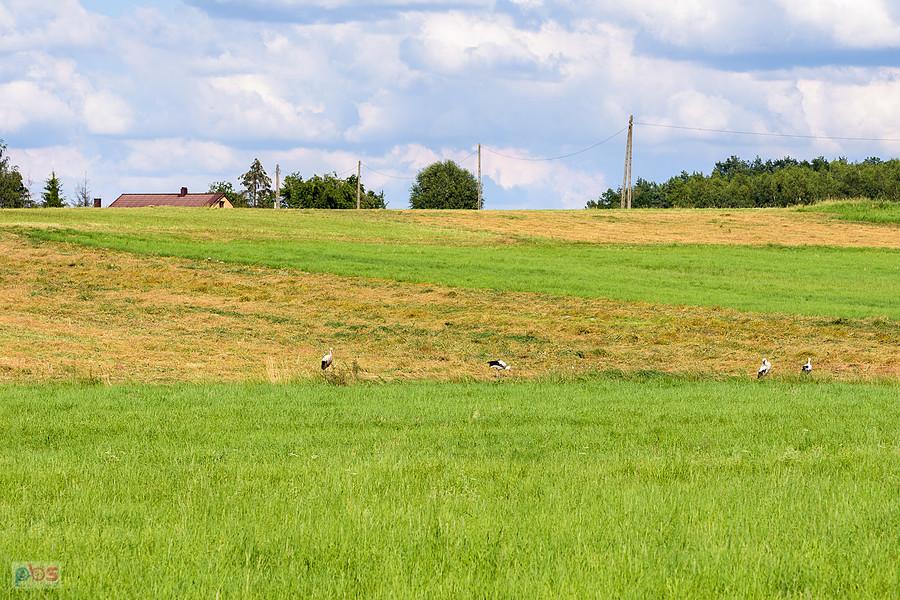 Kazimierzów - część wsi Żelisławice