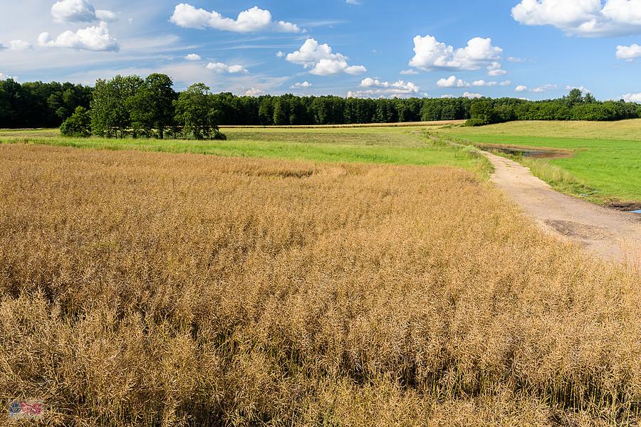 Kazimierzów - część wsi Żelisławice - droga za mną