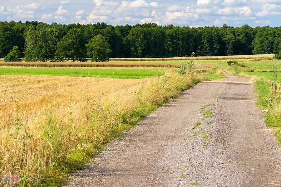 Kazimierzów - część wsi Żelisławice - droga za plecami