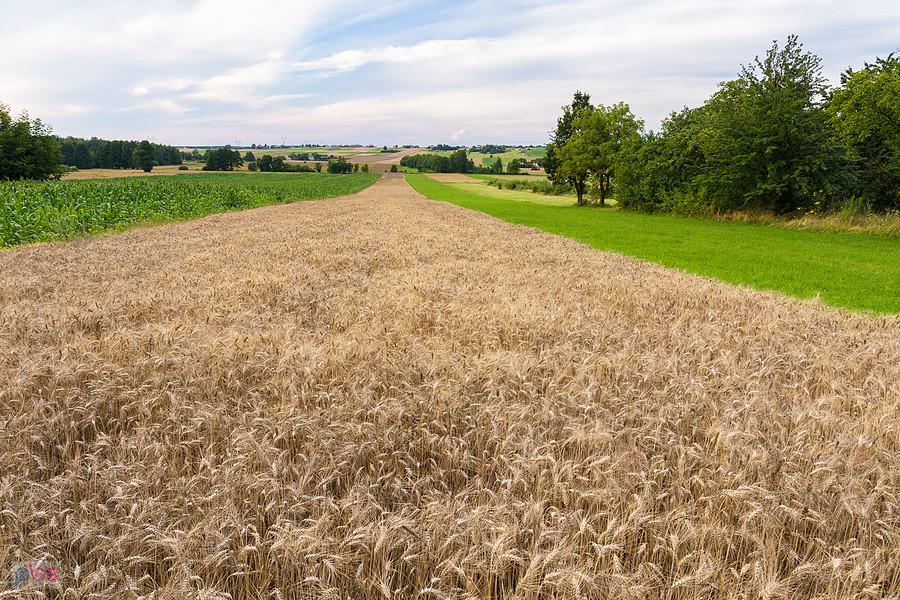 Podrzaże - Nowa Wioska - widok na północ w stronę Pińczyc