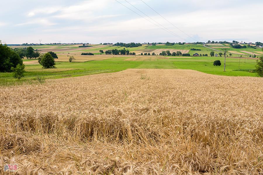 Podrzaże - Nowa Wioska - widok na północ w stronę Pińczyc