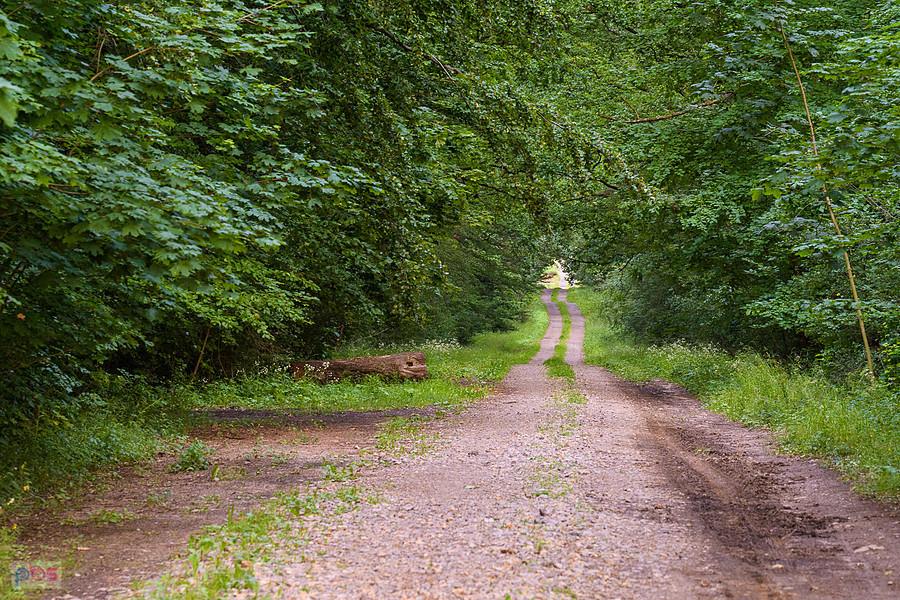 Po prawej , prostopadle do mojej trasy odchodziła klimatyczna droga przez las - koniecznie będę musiał ją kiedyś sprawdzić.