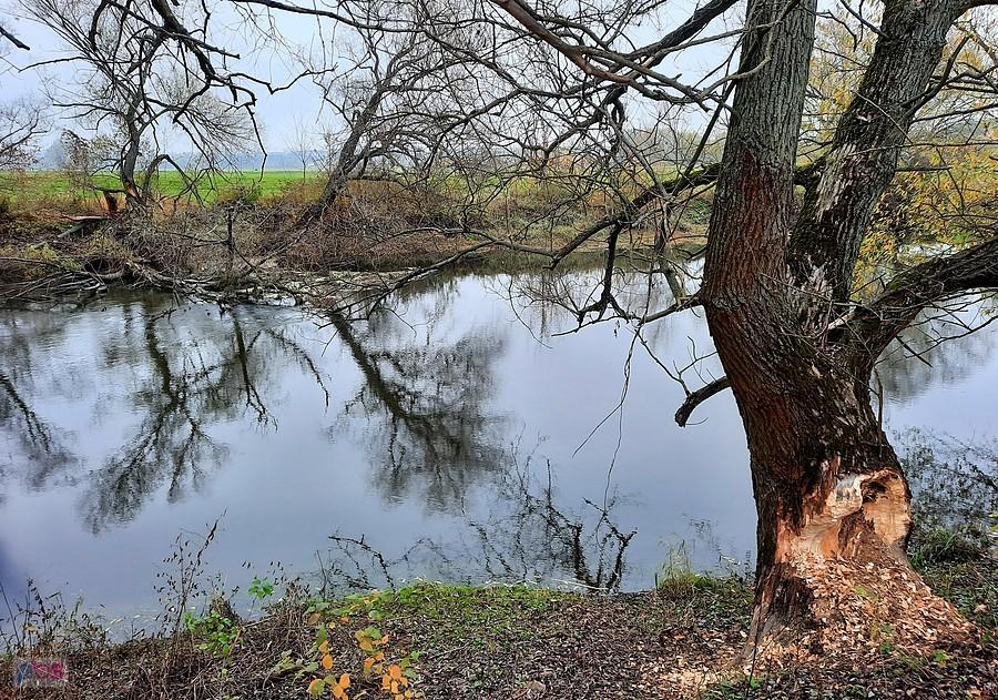 Działalność bobrów nad Drwecą