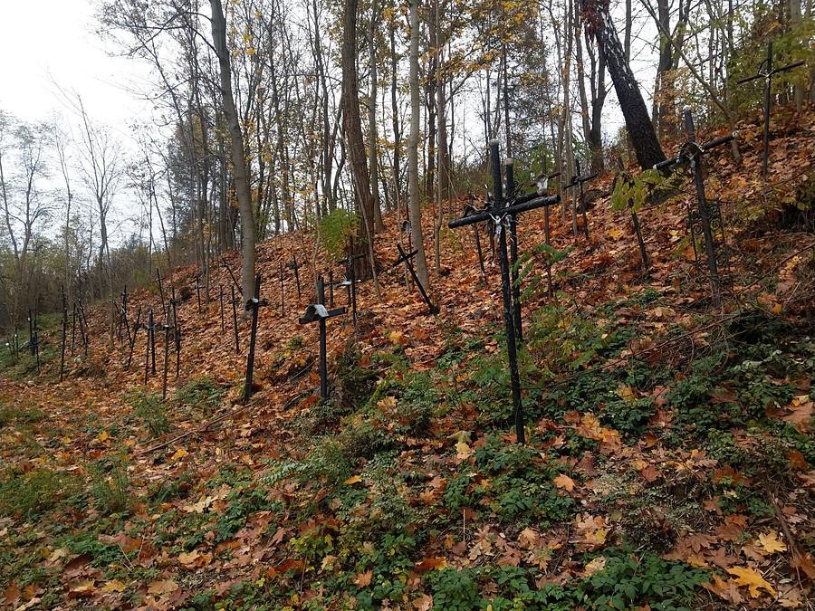Las krzyży - Złoty Potok