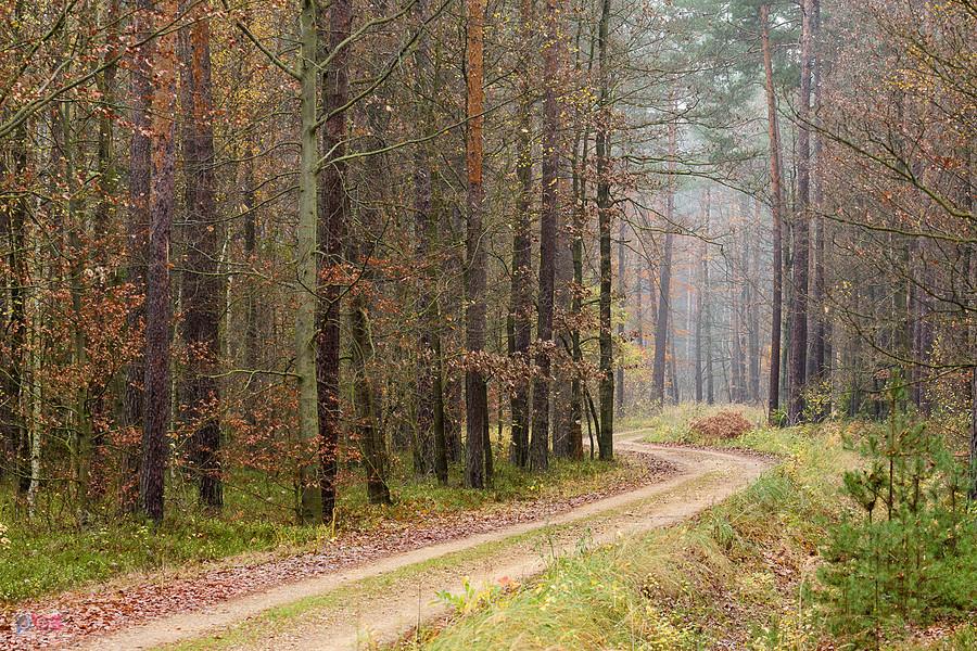 Droga w stronę Herbów, w pobliżu osady Pod Jamą - Pietrzaki