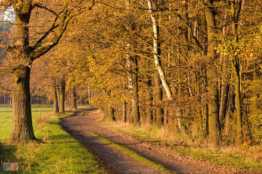 ul. Sosnowa - Parszywiec, będący integralną częścią wsi Lisów