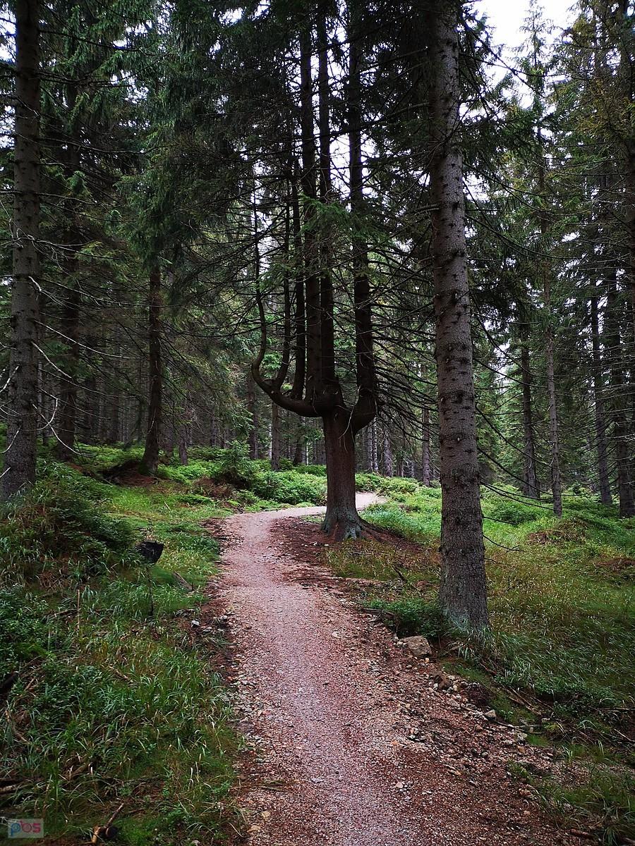 Singletrack Jakuszyce