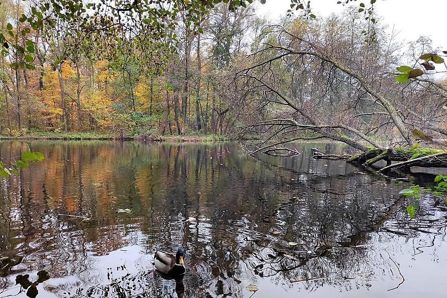 Samotny kaczor na szarej i burej Dębinie
