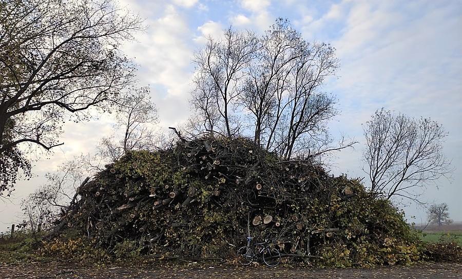 Wycinka, wycineczka :/ Tu przynajmniej drzewa chore, a nie zdrowe, jak się zdarza najczęściej