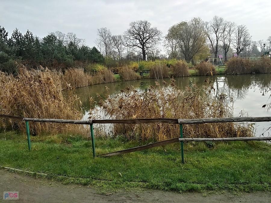Staw w Borzęcinie