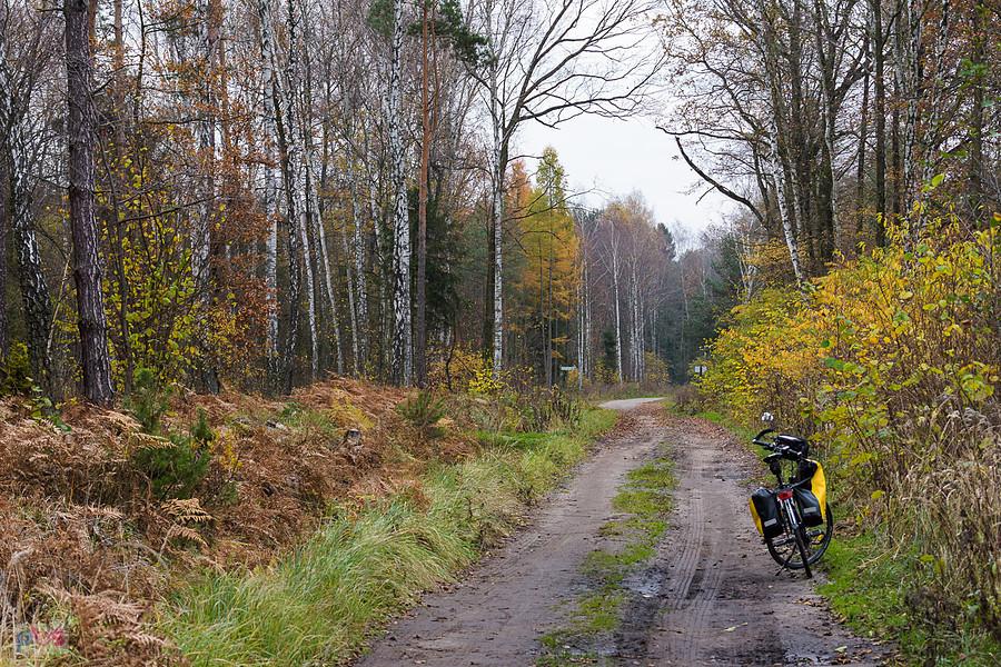 Leśna droga w pobliżu stadniny "Leśny Konik" w Poraju