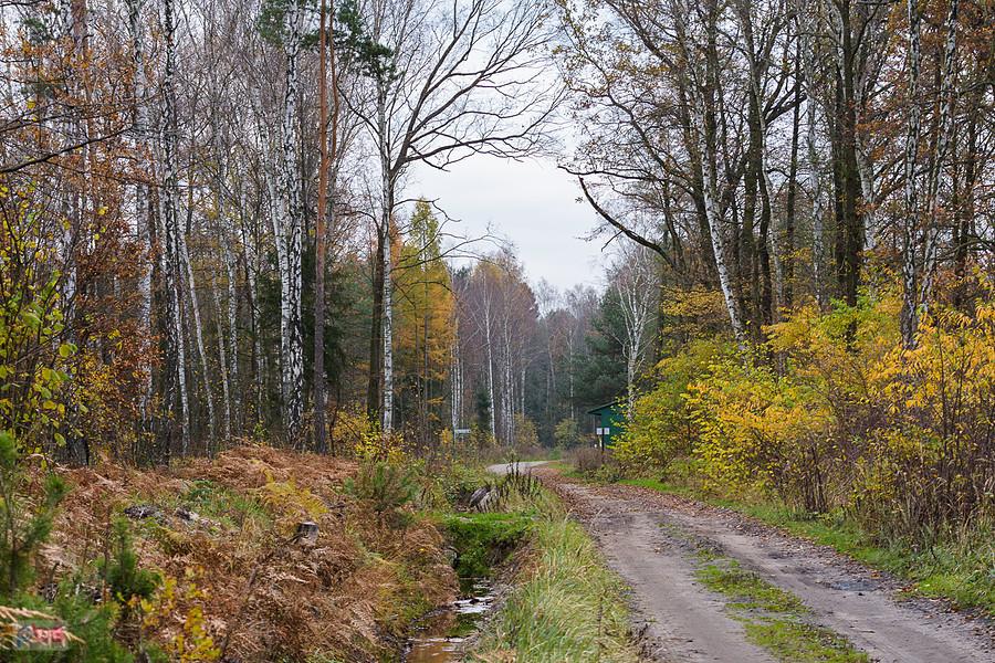 Leśna droga w pobliżu stadniny "Leśny Konik" w Poraju