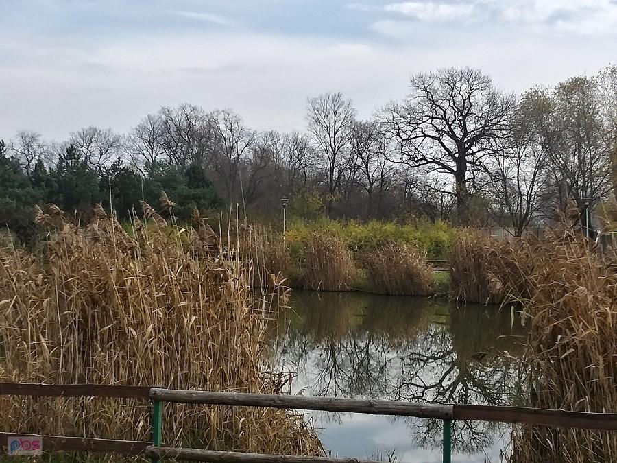Staw w Boirzęcinie
